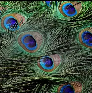 Photo - Natural Peacock Feathers for Diy Craft Decorations