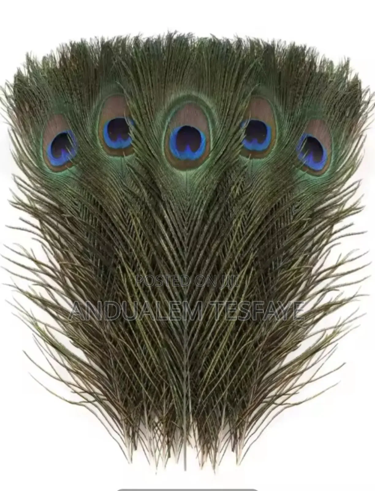 Natural Peacock Feathers for Diy Craft Decorations