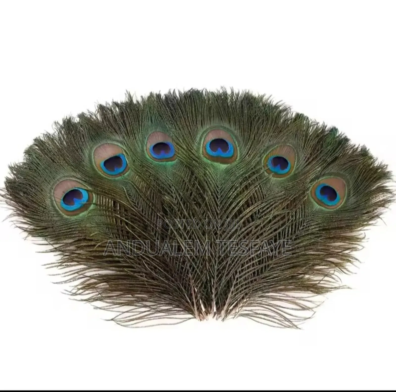 Natural Peacock Feathers for Diy Craft Decorations