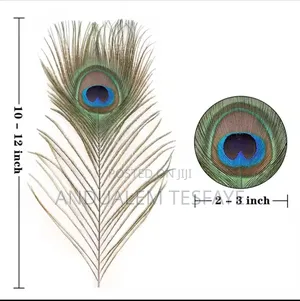 Natural Peacock Feathers for Diy Craft Decorations