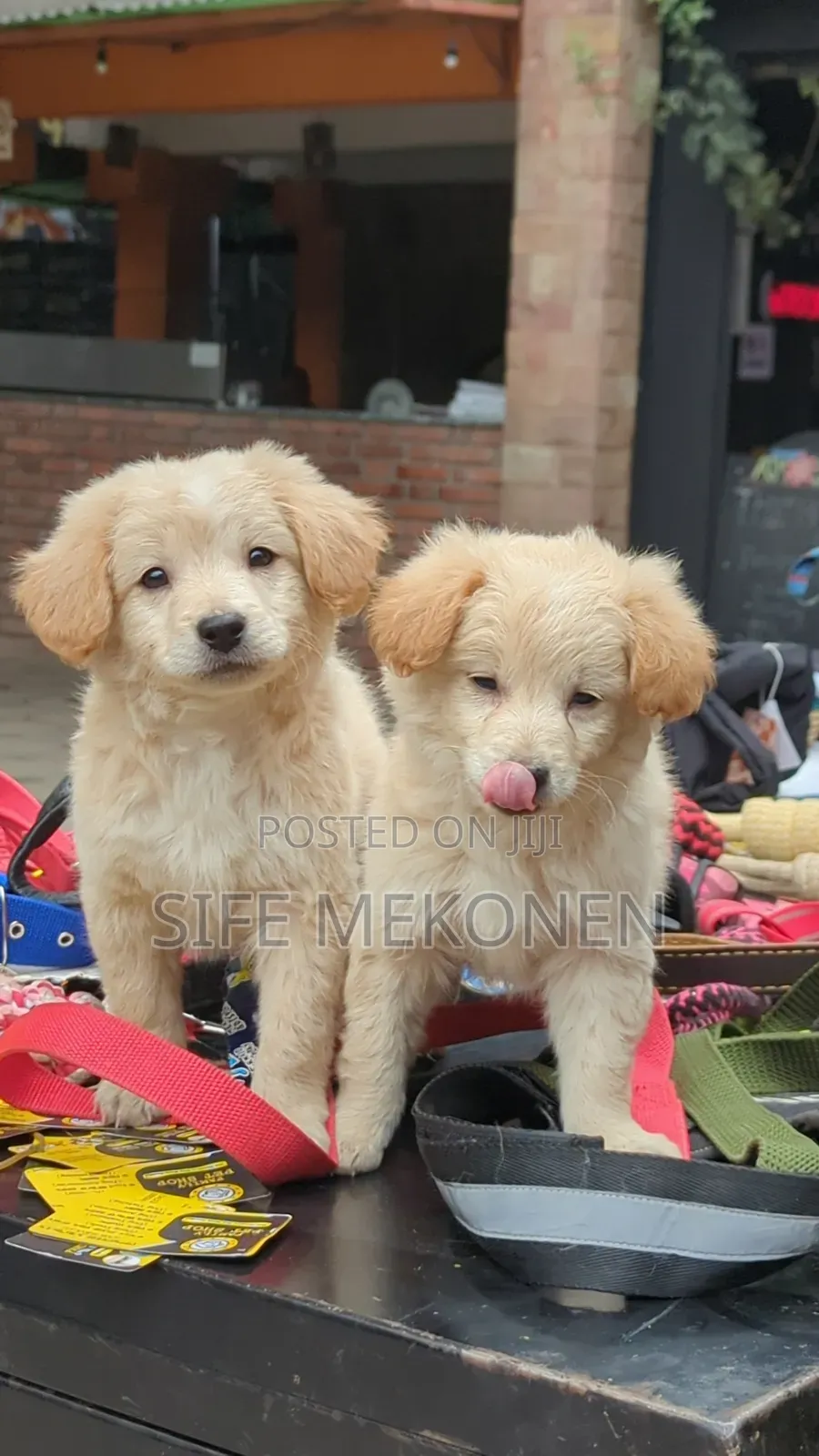1-3 months Male Purebred Maltese