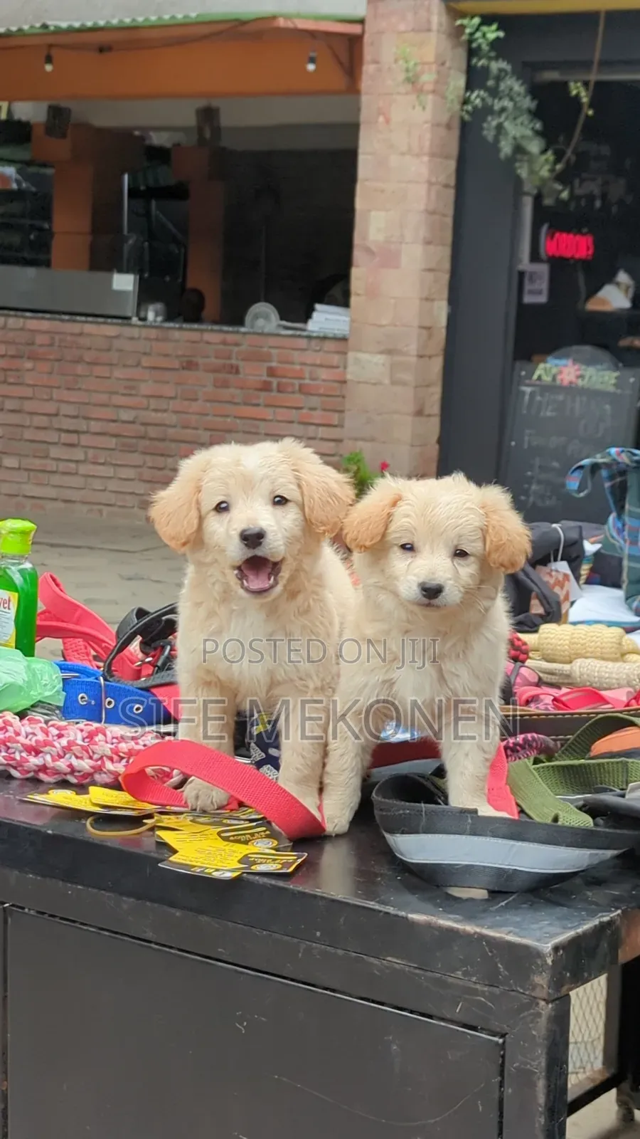 1-3 months Male Purebred Maltese