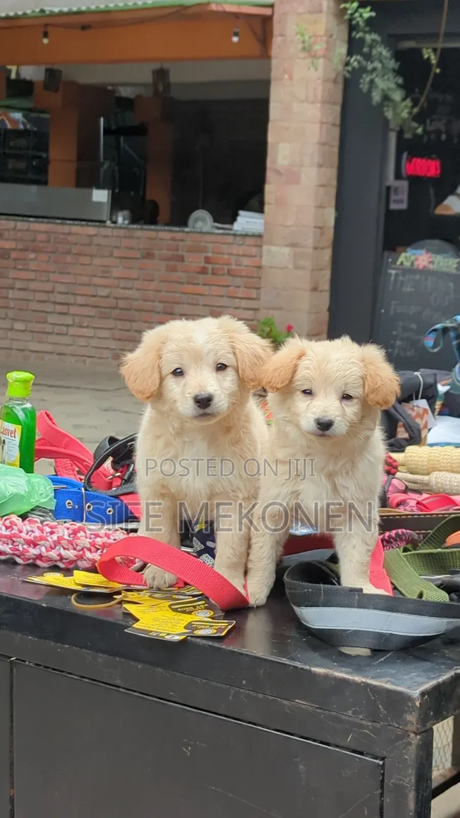 1-3 months Male Purebred Maltese