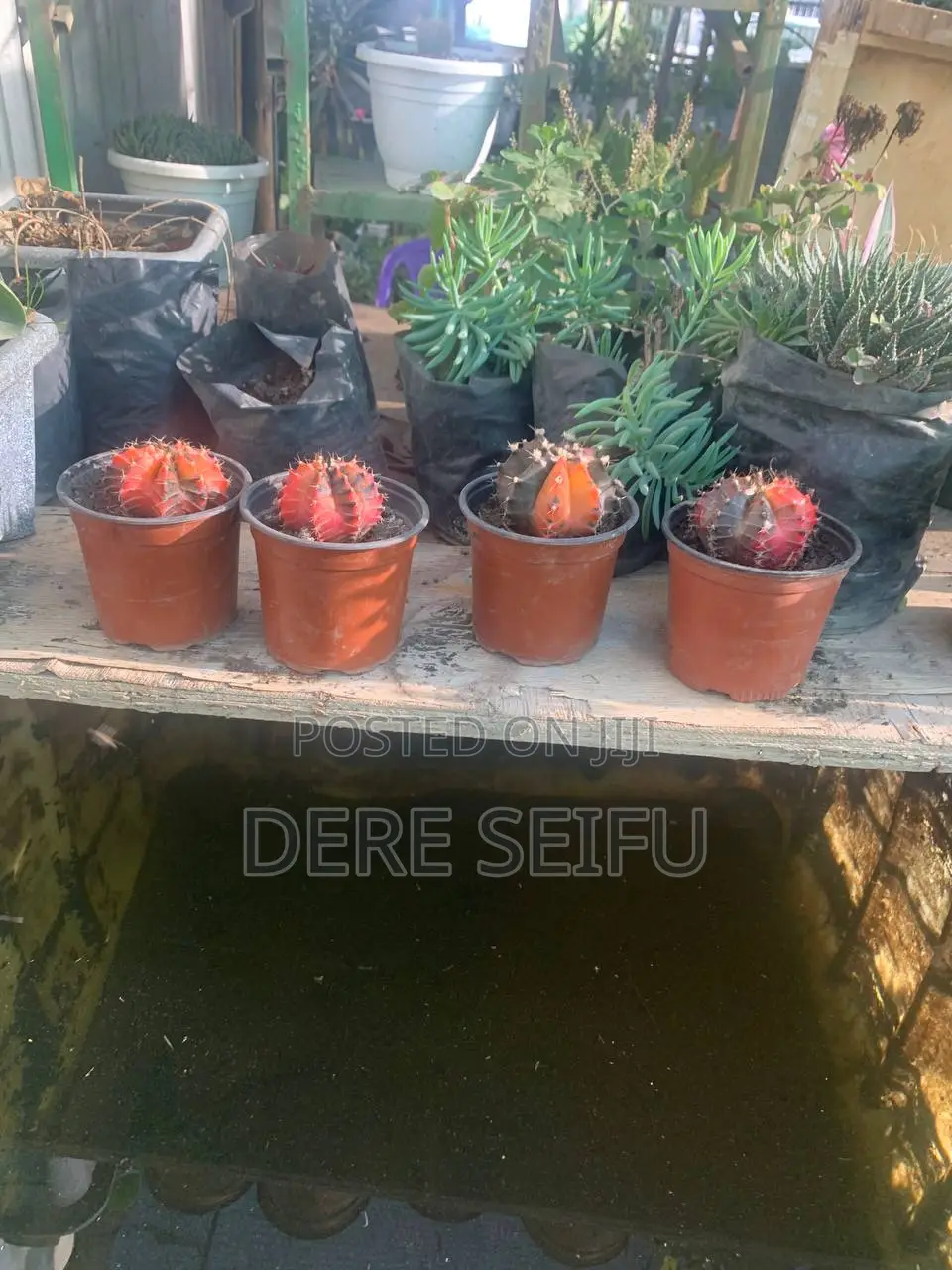 Amazing Red and Black Color Cactus