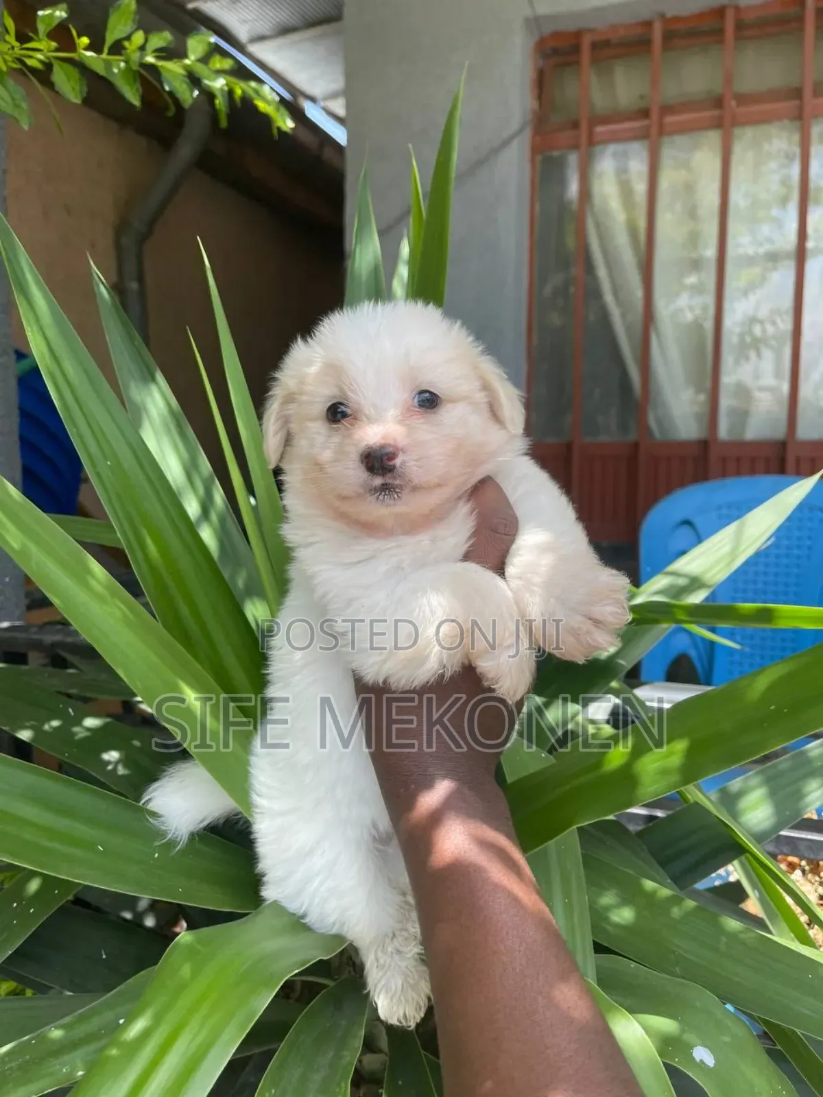 1-3 months Male Purebred Maltese