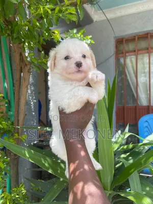 1-3 months Male Purebred Maltese