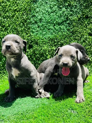 Photo - 1-3 months Male Purebred American Pit Bull Terrier