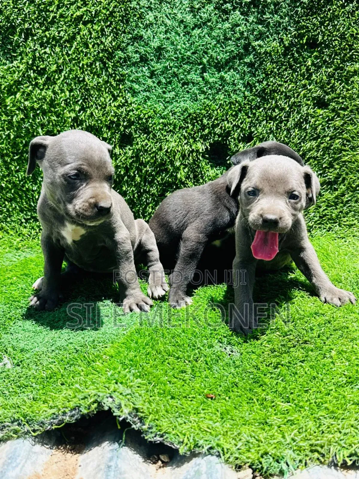 1-3 months Male Purebred American Pit Bull Terrier