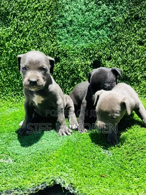1-3 months Male Purebred American Pit Bull Terrier