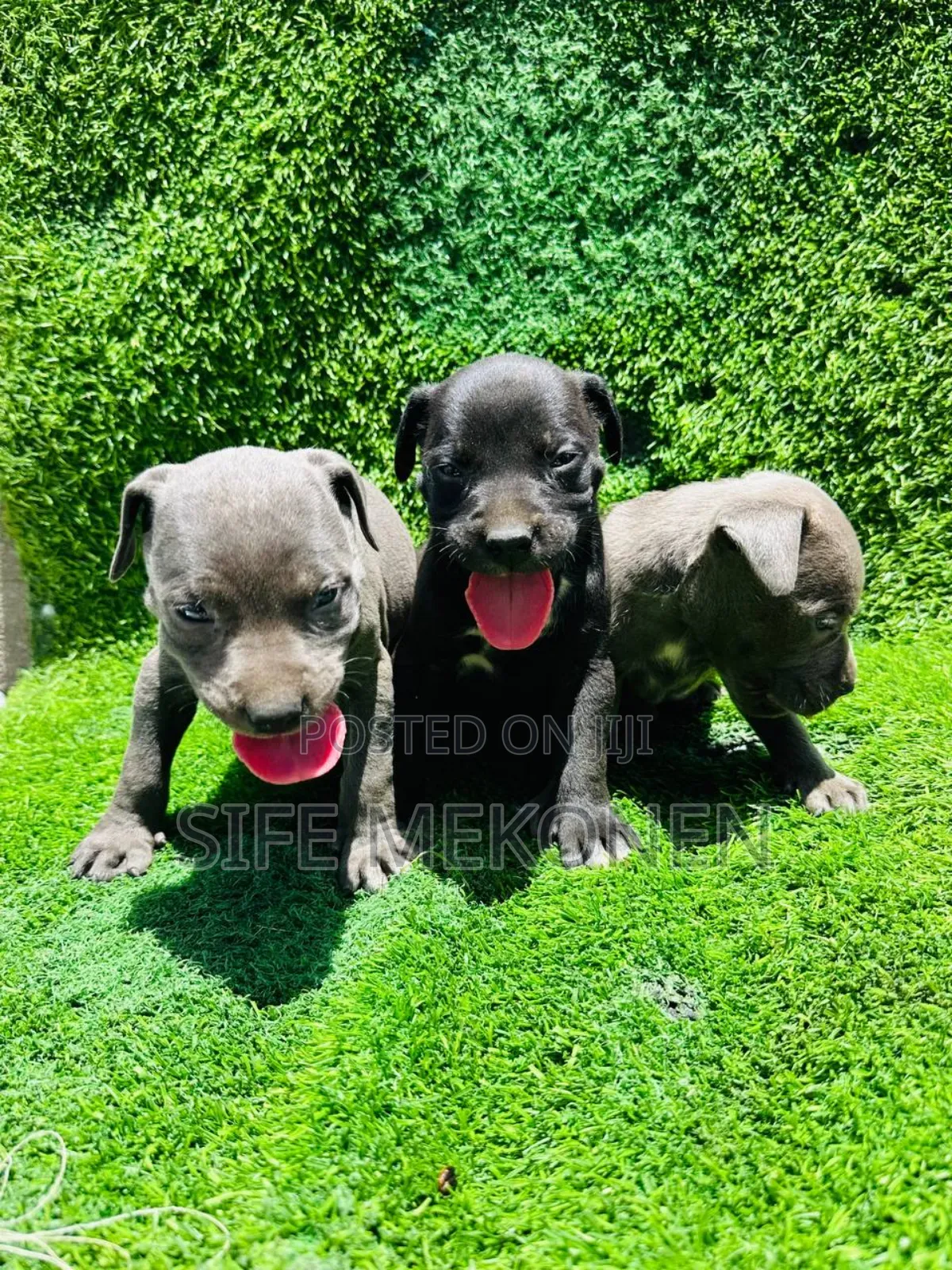 1-3 months Male Purebred American Pit Bull Terrier