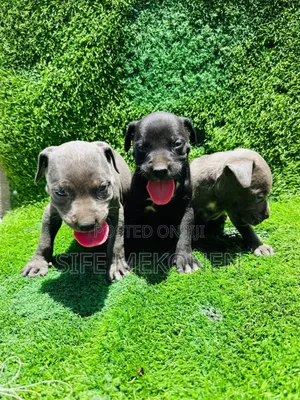 Photo - 1-3 months Male Purebred American Pit Bull Terrier