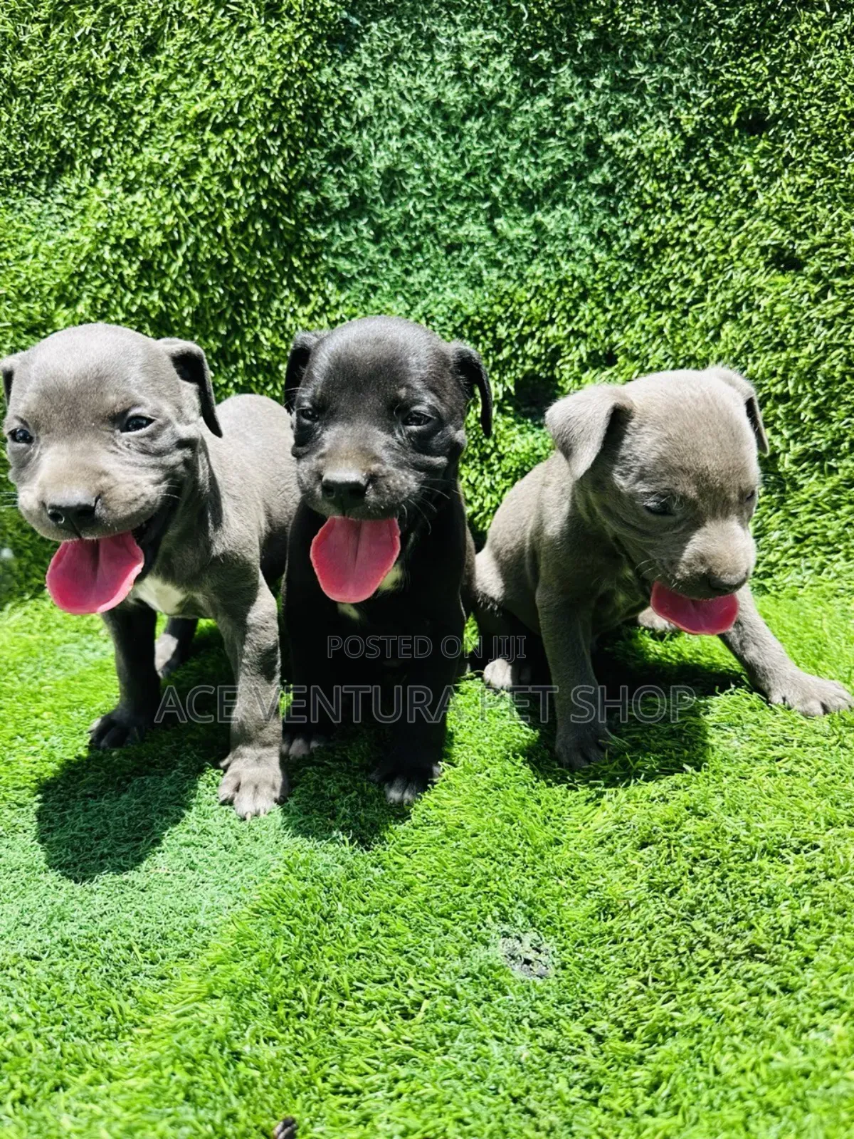 1-3 months Male Purebred German Shepherd