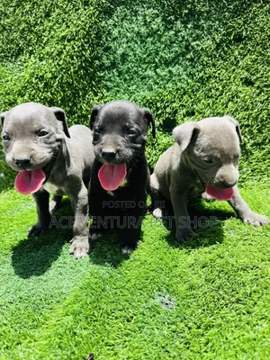 Photo - 1-3 months Male Purebred German Shepherd