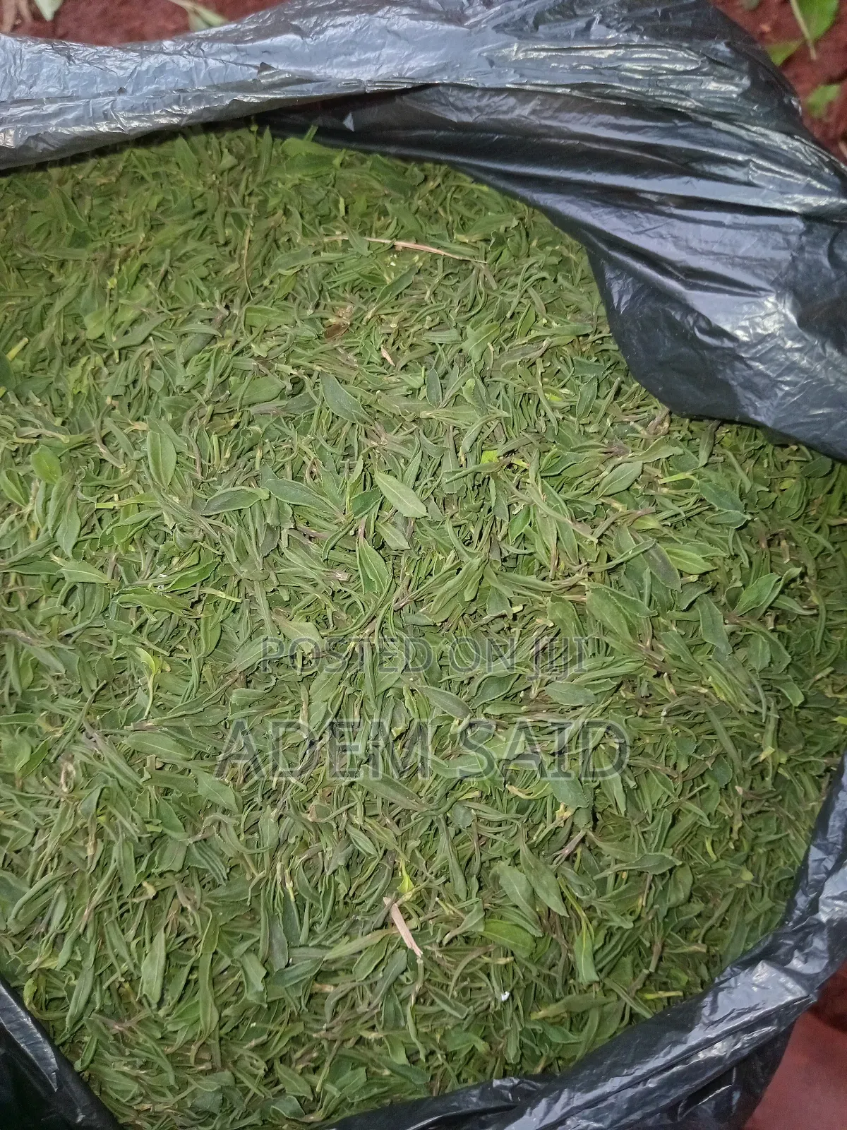 Ethiopian Dry Khat