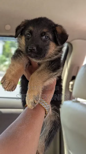 1-3 months Male Purebred German Shepherd