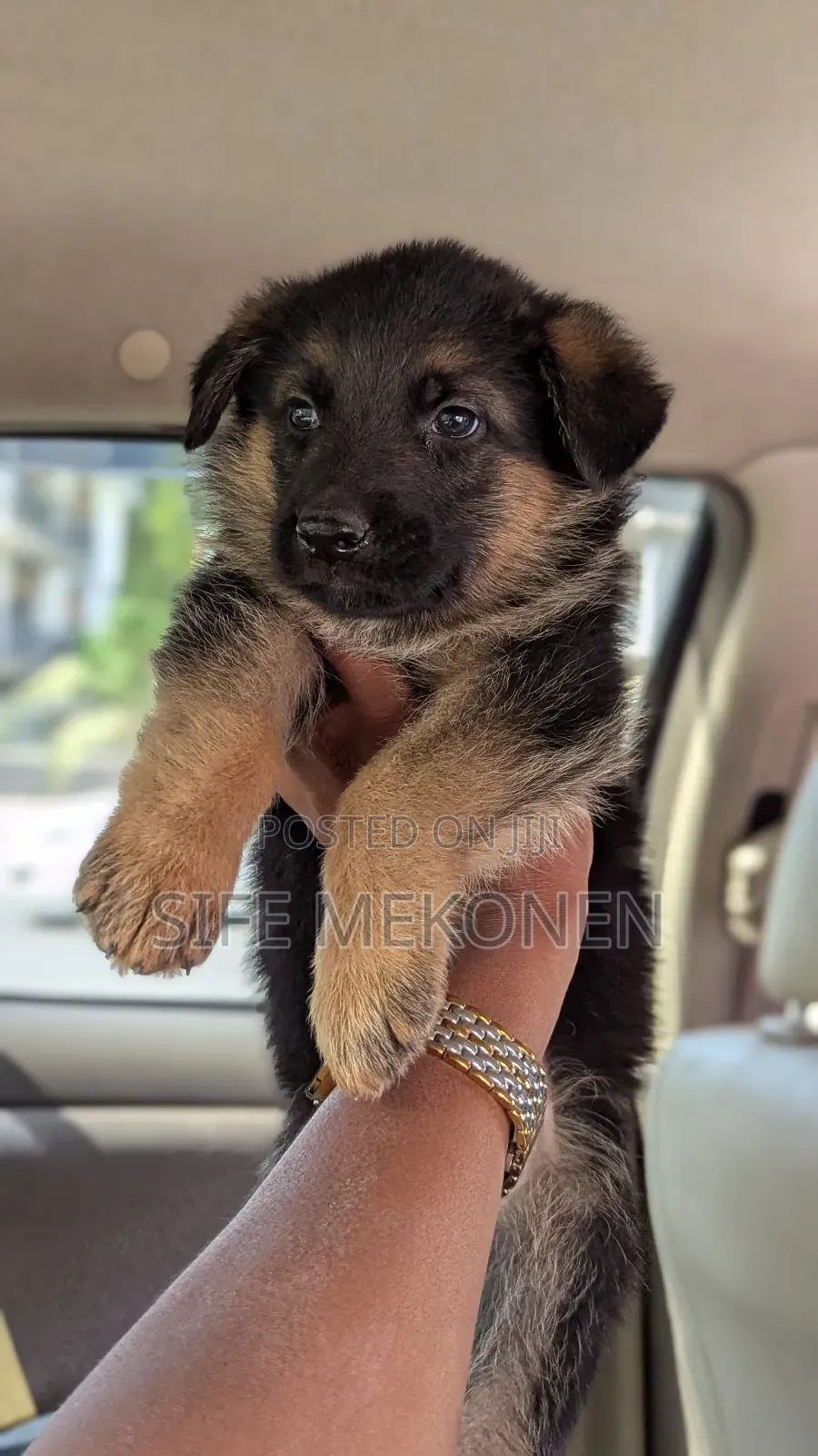 1-3 months Male Purebred German Shepherd