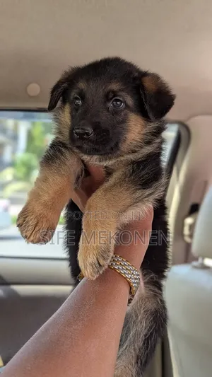 1-3 months Male Purebred German Shepherd