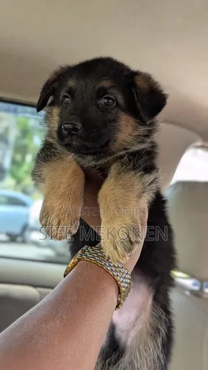 Photo - 1-3 months Male Purebred German Shepherd