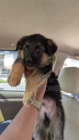1-3 months Male Purebred German Shepherd