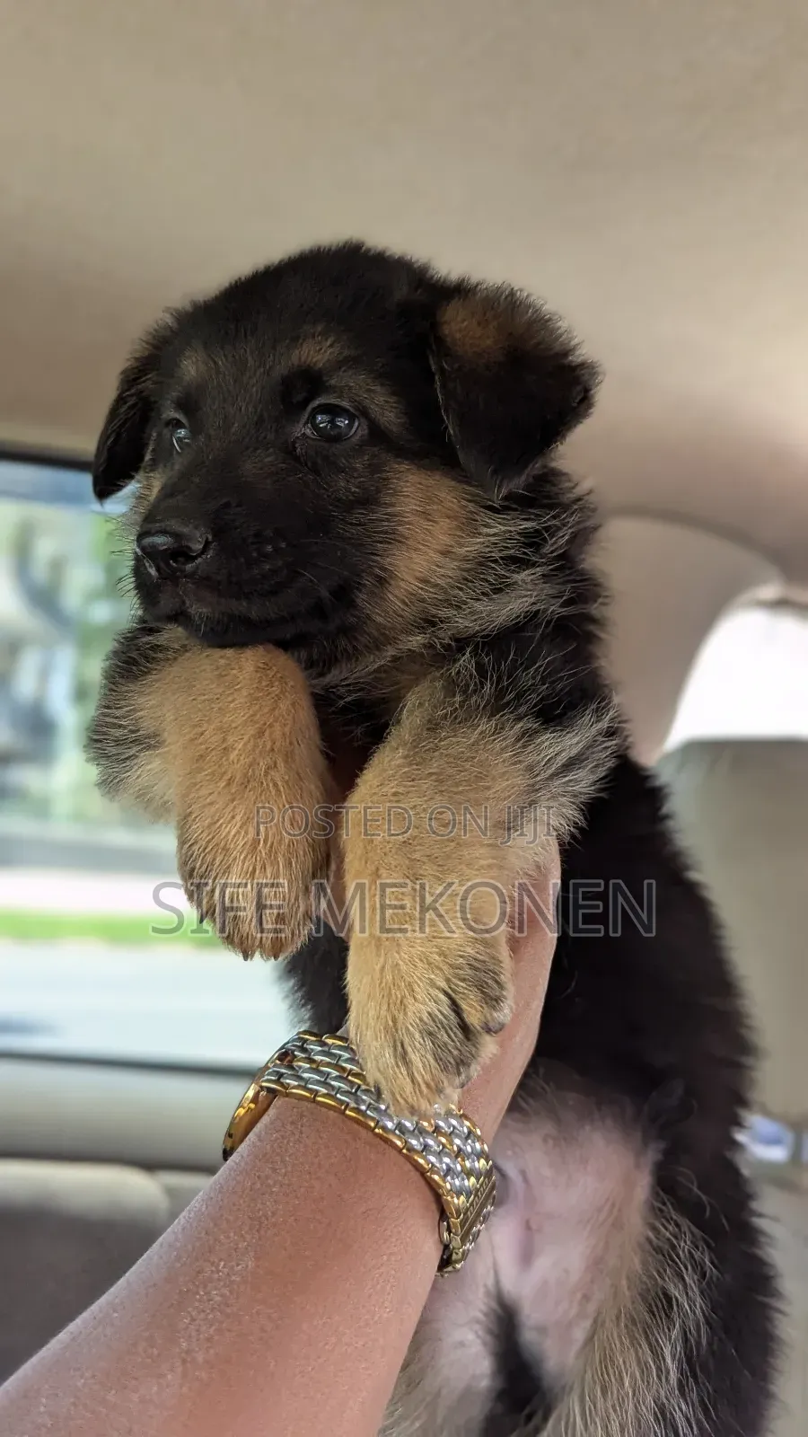 1-3 months Male Purebred German Shepherd