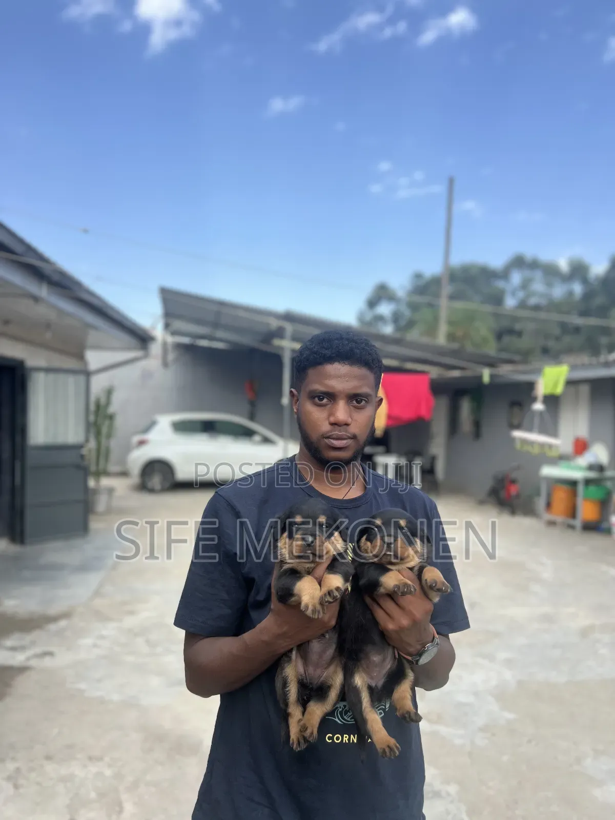 1-3 months Male Purebred Rottweiler