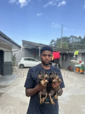 Photo - 1-3 months Male Purebred Rottweiler