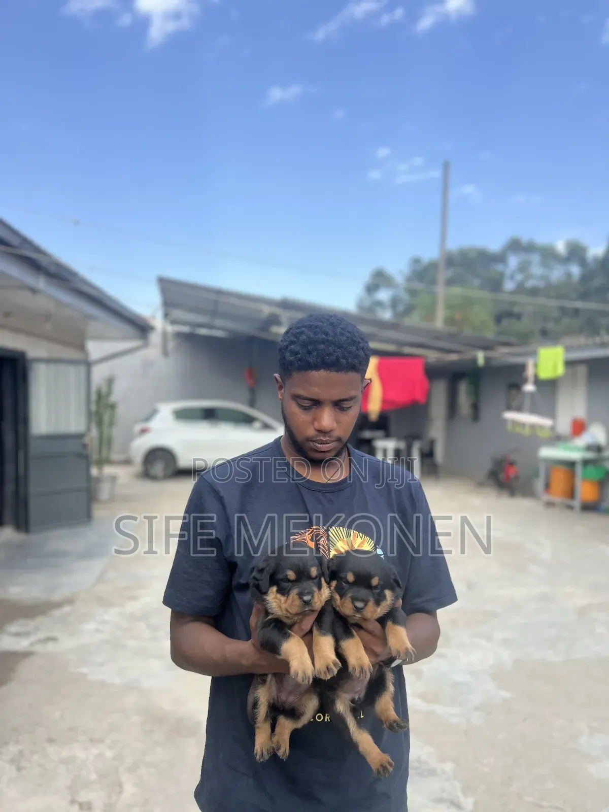 1-3 months Male Purebred Rottweiler