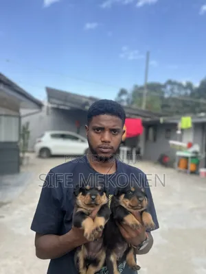 1-3 months Male Purebred Rottweiler