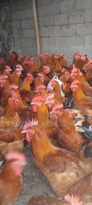 እንቁላል አለ በብዛት