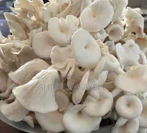 Fresh Oyster Mushroom የኦይስተር ዕንጉዳይ ምርት