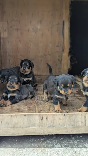 1-3 months Male Purebred Rottweiler
