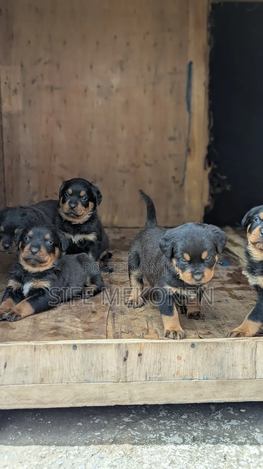 1-3 months Male Purebred Rottweiler