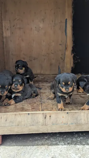 1-3 months Male Purebred Rottweiler