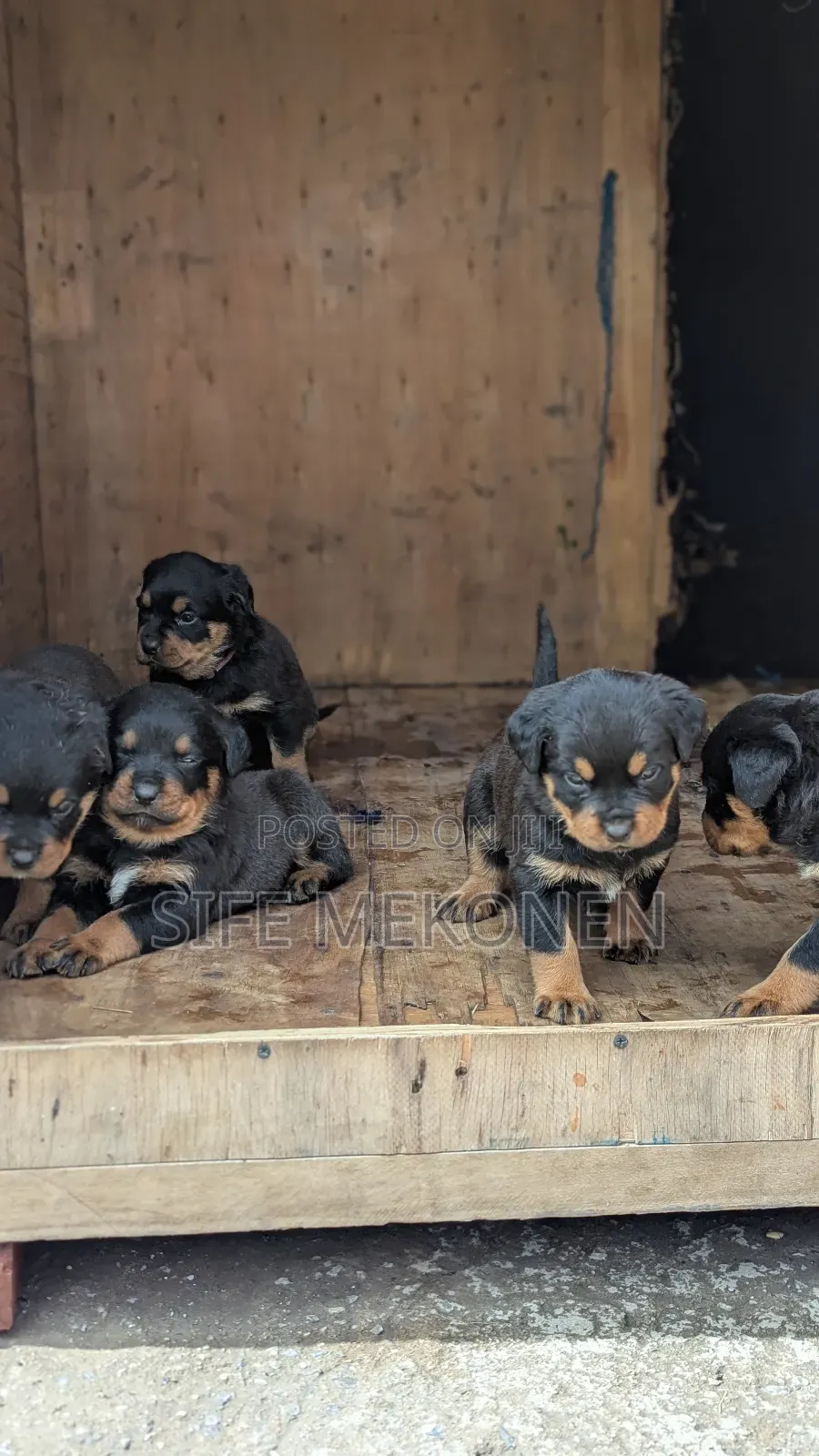 1-3 months Male Purebred Rottweiler