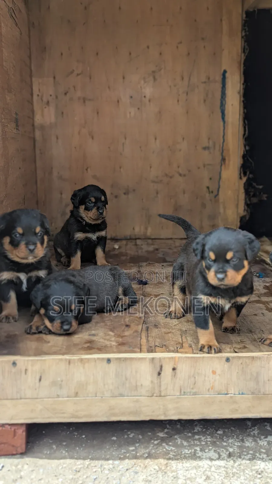 1-3 months Male Purebred Rottweiler