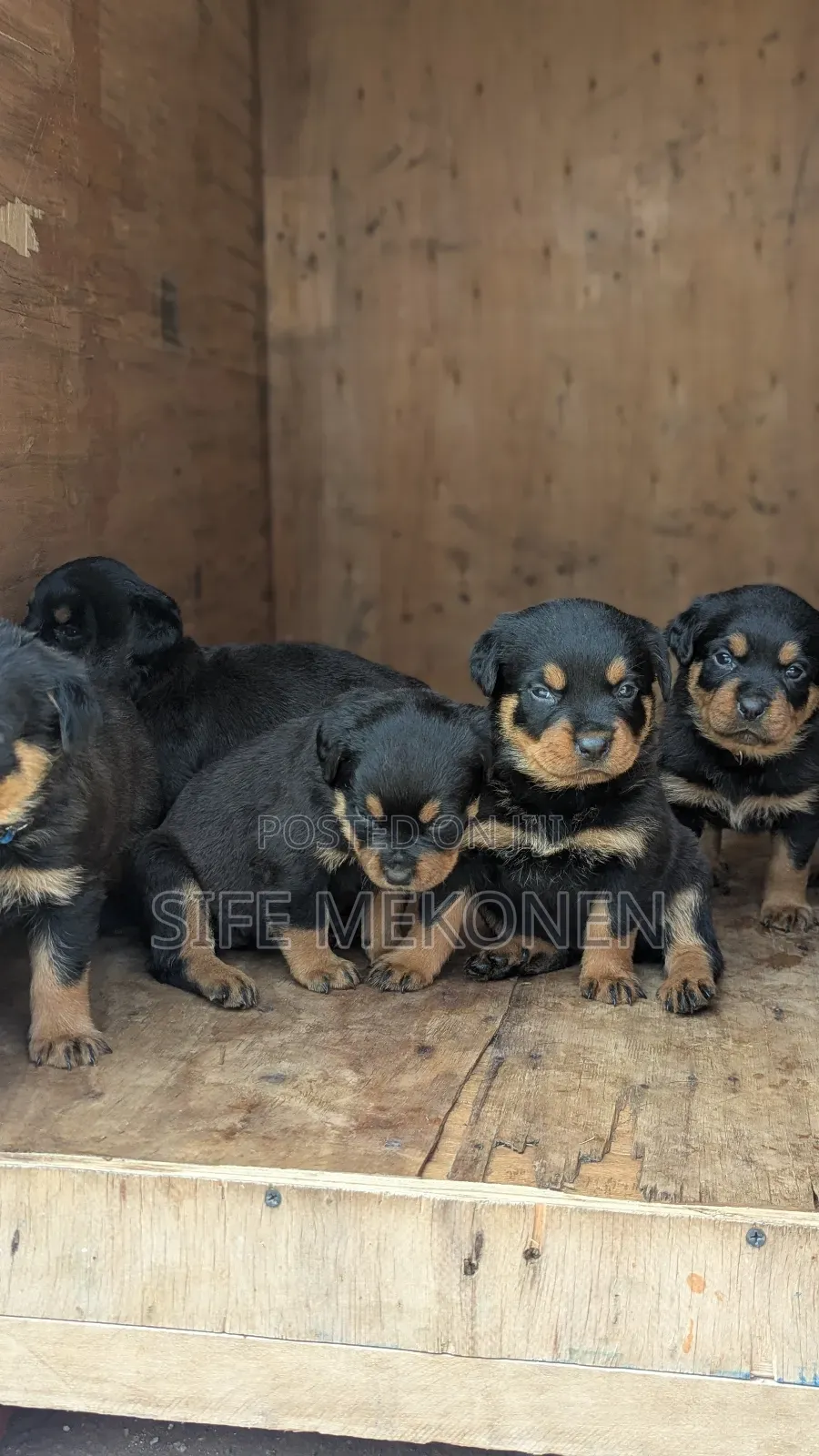 1-3 months Male Purebred Rottweiler