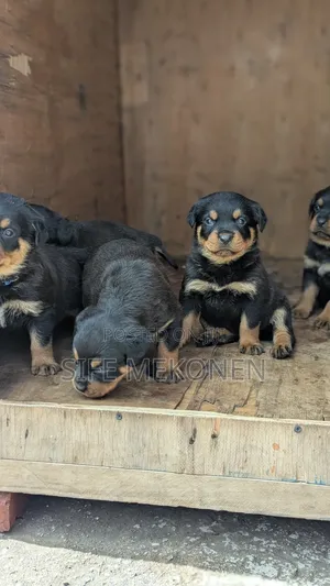 1-3 months Male Purebred Rottweiler