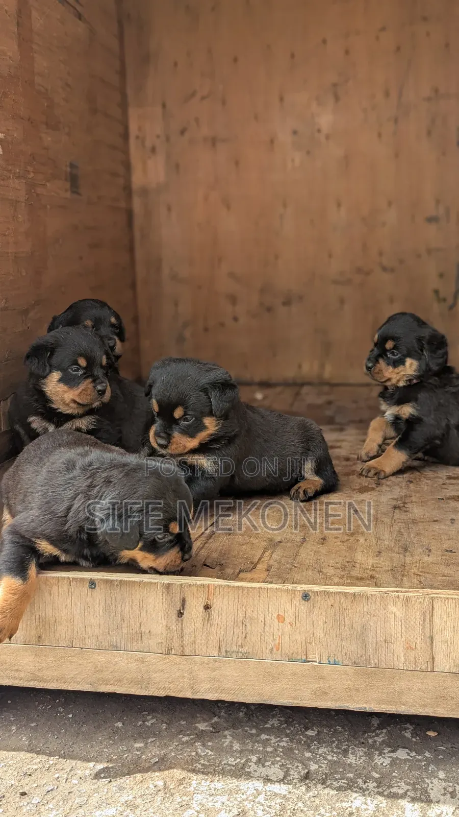 1-3 months Male Purebred Rottweiler