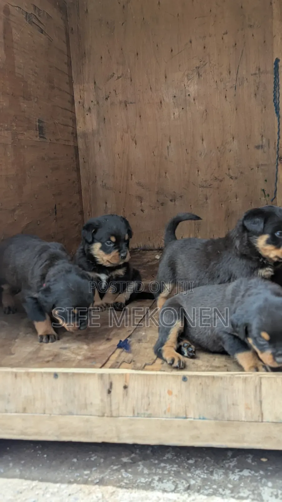 1-3 months Male Purebred Rottweiler