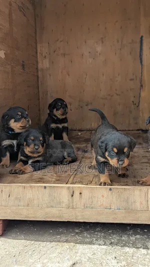 Photo - 1-3 months Male Purebred Rottweiler