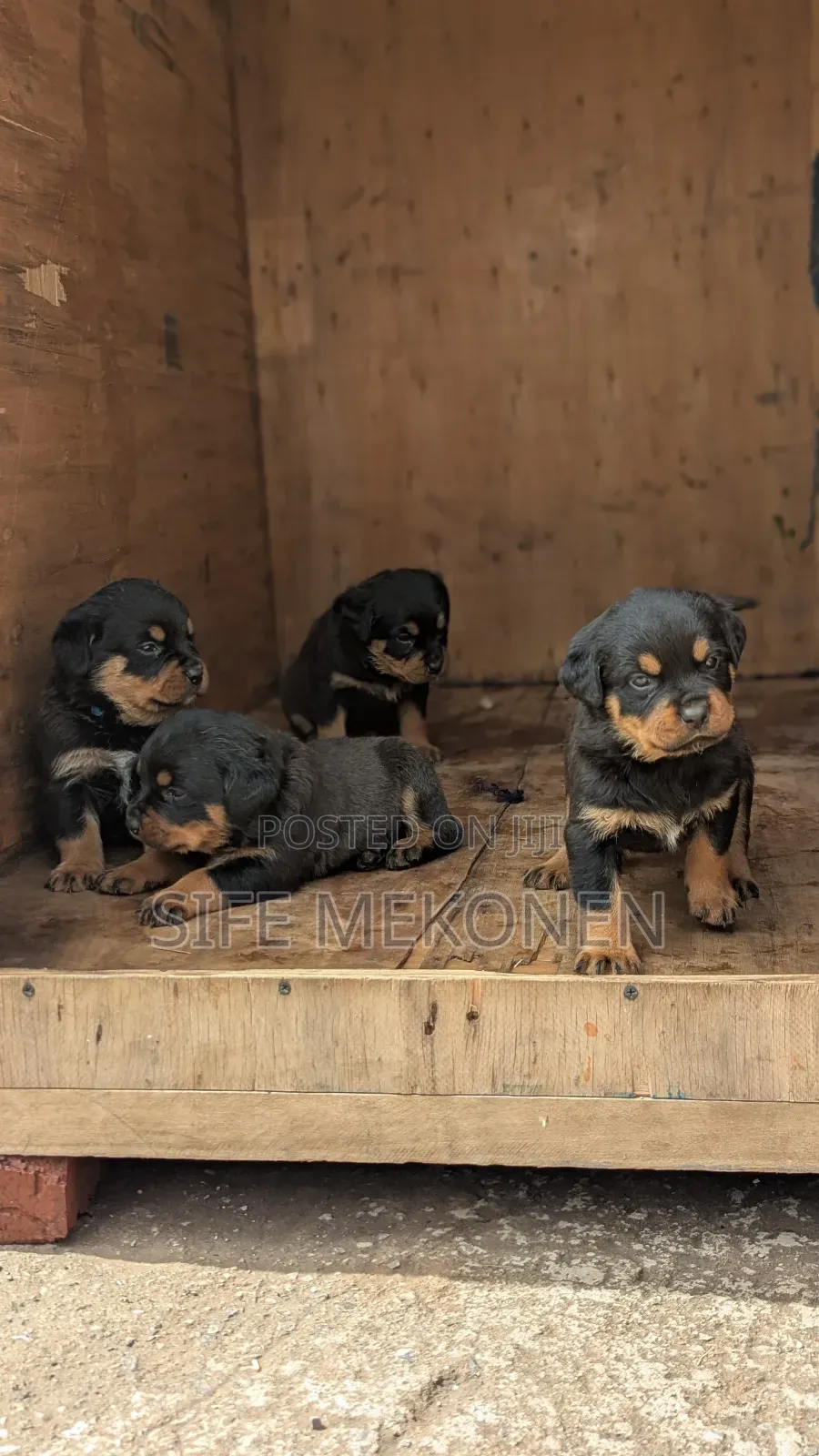1-3 months Male Purebred Rottweiler