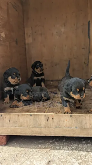 1-3 months Male Purebred Rottweiler
