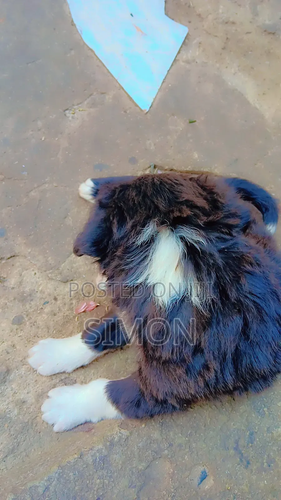 1-3 months Male Purebred Dog