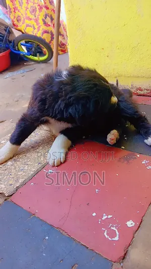 1-3 months Male Purebred Dog