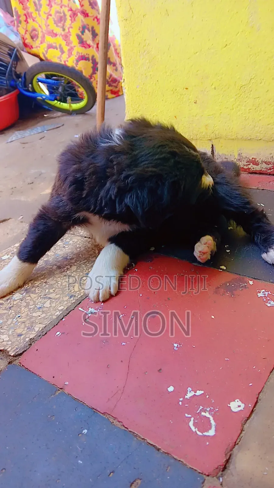 1-3 months Male Purebred Dog