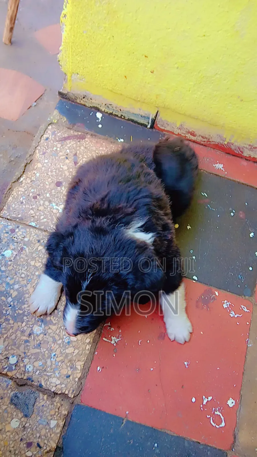 1-3 months Male Purebred Dog