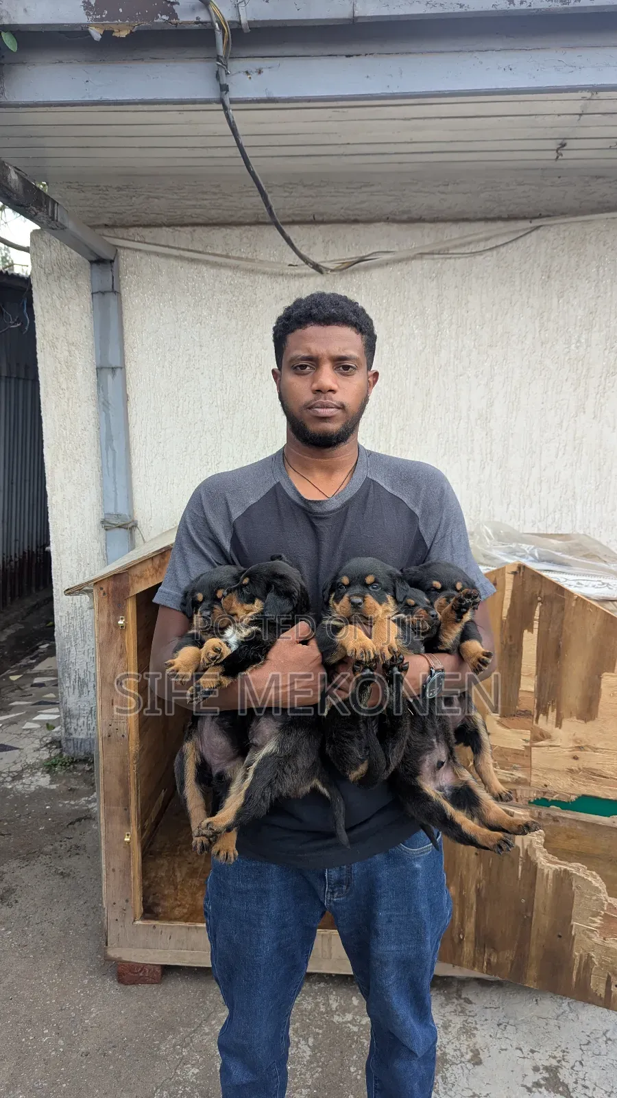 1-3 months Male Purebred Rottweiler