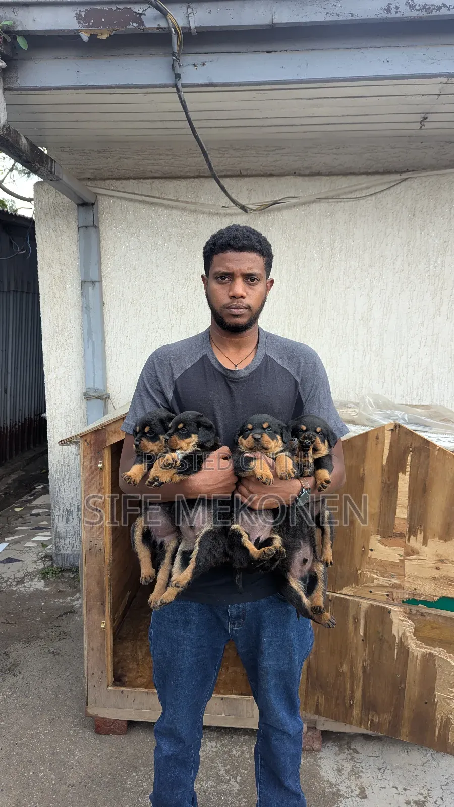 1-3 months Male Purebred Rottweiler