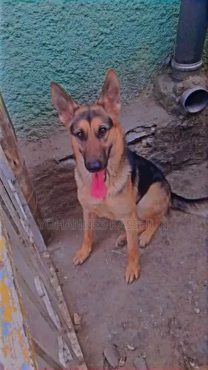 Photo - 1+ year Female Purebred German Shepherd