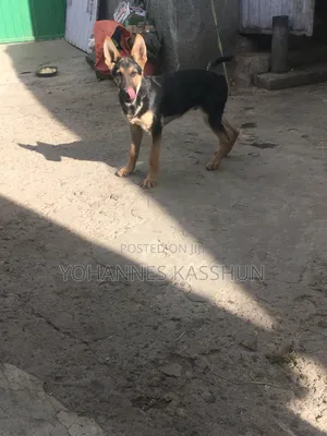 Photo - 3-6 months Male Purebred German Shepherd
